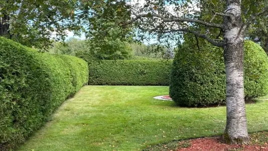 cedar hedges