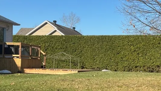cedar hedges