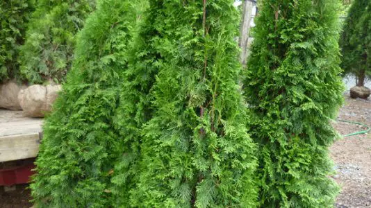 Services d’arbres